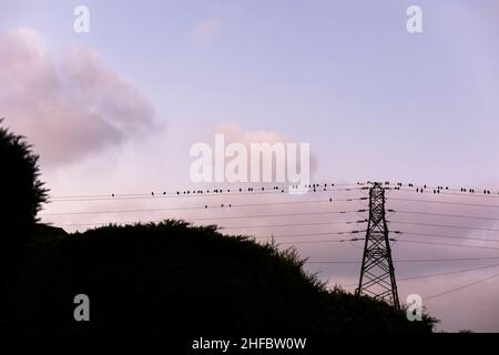 Eine Gruppe von Staren, die sich bei Sonnenaufgang auf einem Strommast in einem West Sussex Village, Großbritannien, ausruhen Stockfoto