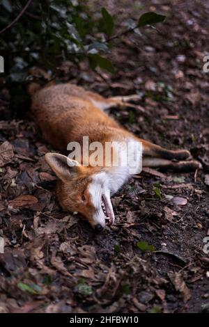 Ein toter Fuchs, der neben einer Straße in einem ländlichen Dorf in Wes Sussex, Großbritannien, liegt Stockfoto