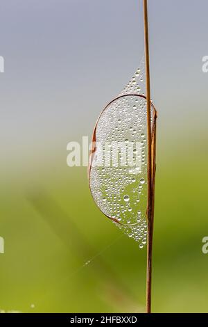 Nahaufnahme eines Spinnwettes und Wassertropfen auf Gras mit geringer Schärfentiefe Stockfoto