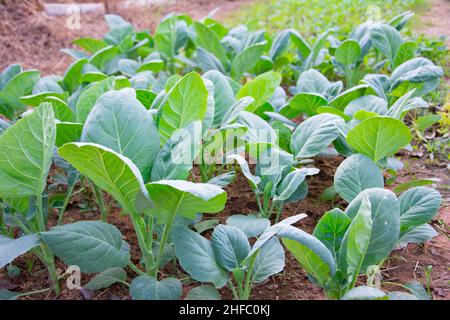 Anbau von chinesischen Grünkohl-Gemüse oder chinesischen Broccoli-Pflanzen (Brassica oleracea var. albognabra). Sie sind grüne Ernte, die auf dem Boden wächst, hoch V Stockfoto