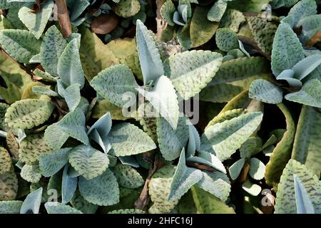 Schöne Kalanchoe humilis oder Desert Surprise Sukkulenten Pflanzen für Gartendekoration. Stockfoto