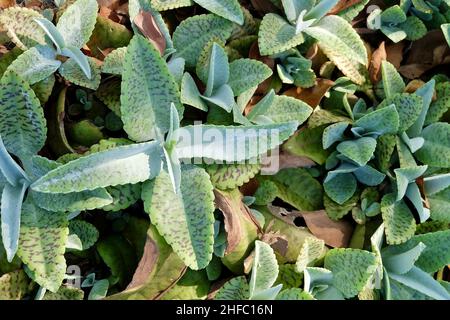 Schöne Kalanchoe humilis oder Desert Surprise Sukkulenten Pflanzen für Gartendekoration. Stockfoto