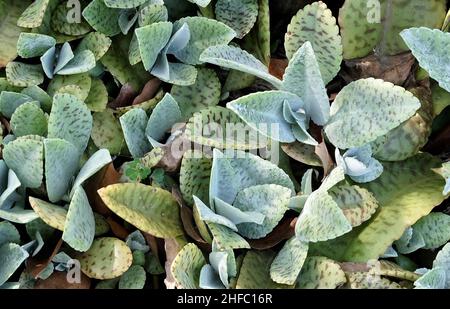 Schöne Kalanchoe humilis oder Desert Surprise Sukkulenten Pflanzen für Gartendekoration. Stockfoto