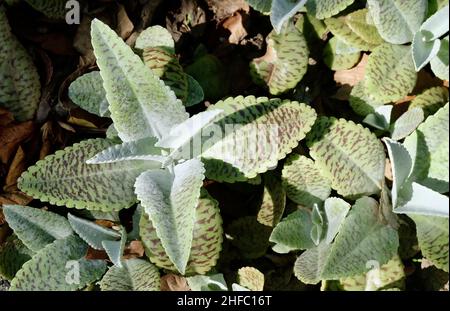 Schöne Kalanchoe humilis oder Desert Surprise Sukkulenten Pflanzen für Gartendekoration. Stockfoto