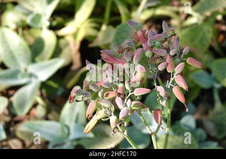 Kalanchoe humilis oder Wüstenüberraschung Sukkulente Pflanze mit schönen Blumen Blüht in Einem Garten. Stockfoto