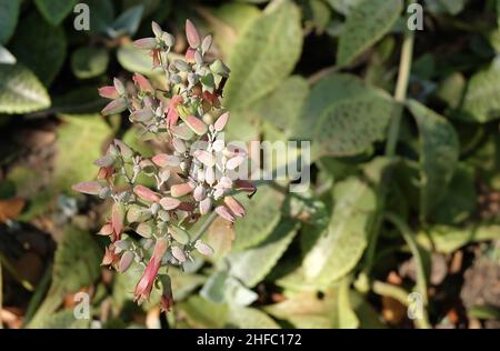 Kalanchoe humilis oder Wüstenüberraschung Sukkulente Pflanze mit schönen Blumen Blüht in Einem Garten. Stockfoto