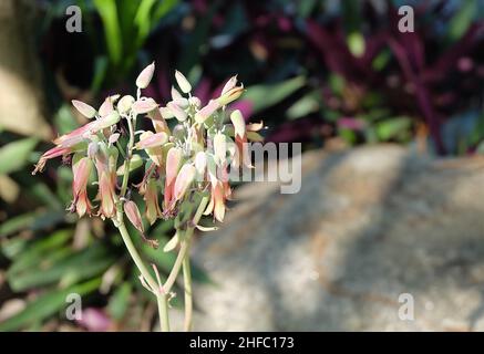 Kalanchoe humilis oder Wüstenüberraschung Sukkulente Pflanze mit schönen Blumen Blüht in Einem Garten. Stockfoto