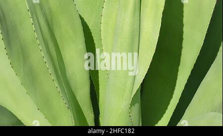 Garten und Pflanze, nahe Agavenpflanzen. Eine Sukkulente Pflanze mit Einer großen Rosette aus dicken und fleischigen Blättern mit scharfen Dornen. Stockfoto