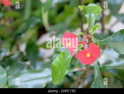 Schöne Blume, Bündel frische Rote Krone von Dornen oder Euphorbia milii Blüten mit grünen Blätter am Baum. Stockfoto