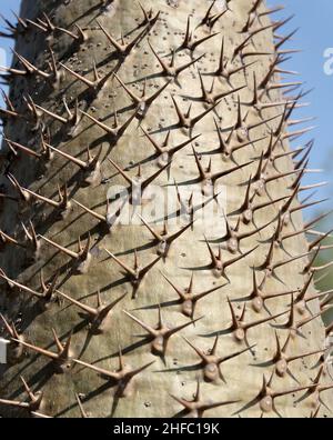 Garten und Pflanze, Close Up Pachypodium lamerei Pflanzen oder Madagaskar Palme mit Thorn. Eine Sukkulente Pflanzen mit scharfen Dornen und Native zu Madagaskar und Stockfoto