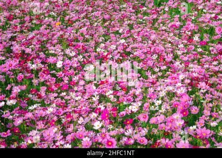 Schöne kosmische Blume im Garten, bunte kosmische Blume blühenden Hintergrund, Stockfoto
