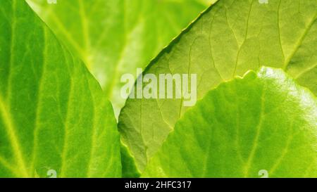 Bergenia crassifolia hinterlässt Makrofoto. Dichte ledrige Blätter von herzzalbenem Bergenia grünem Hintergrund. Stockfoto