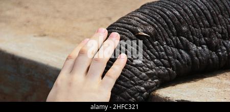 Nahaufnahme des Stoßzauns des indischen Elefants im Lager Stockfoto