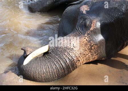 Nahaufnahme des Stoßzauns des indischen Elefants im Lager Stockfoto