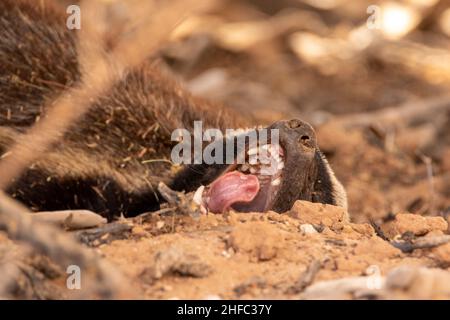 Gähnender Honey Badger im Kgalagadi Stockfoto