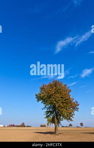 Schöner Baum im Herbst in gepflügten Acre Stockfoto