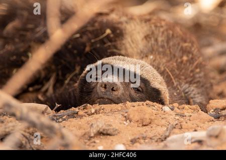 Der „sleady Honey Badger“ im Kgalagadi Stockfoto