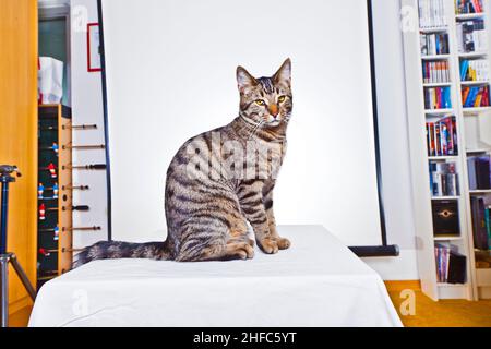 Niedliche Katze sitzt auf einem Tisch Stockfoto