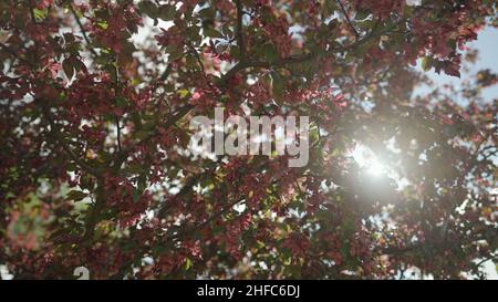 Zeitlupe Gimbal Schuss von roten Apfelbaum Blüte im Spätsommer oder Frühsommer, 120fps Stockfoto