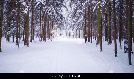 Winter im Fichtenwald, Fichten bedeckt mit weißem flauschigen Schnee. Skigebiet. Tolle Aussicht auf die Wildnis. Entdecken Sie die Schönheit des Landes. Tourismuskonzept. Glücklich Stockfoto