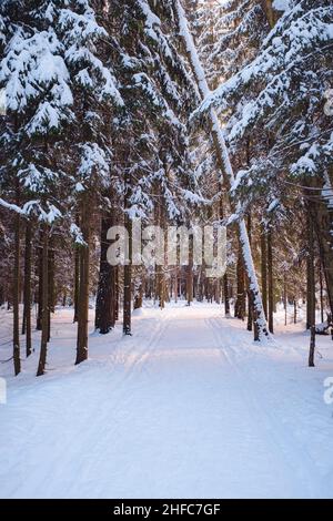 Winter im Fichtenwald, Fichten bedeckt mit weißem flauschigen Schnee. Skigebiet. Tolle Aussicht auf die Wildnis. Entdecken Sie die Schönheit des Landes. Tourismuskonzept. Glücklich Stockfoto