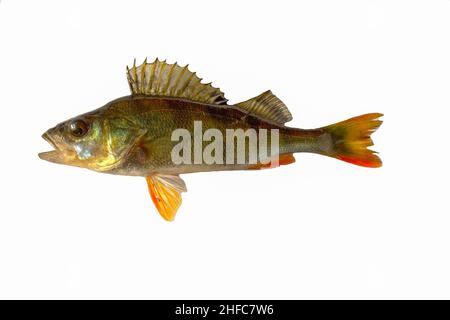 Flussbarsch isoliert auf weiß. Fischhütte. Stockfoto