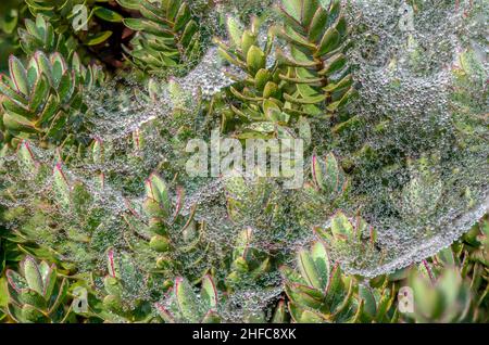 Morgentröpfchen bedecken eine Decke aus seidenen Spinnweben, die über Sedum-Pflanzen aufgereiht sind Stockfoto
