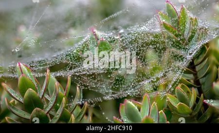 Morgentröpfchen bedecken eine Decke aus seidenen Spinnweben, die über Sedum-Pflanzen aufgereiht sind Stockfoto