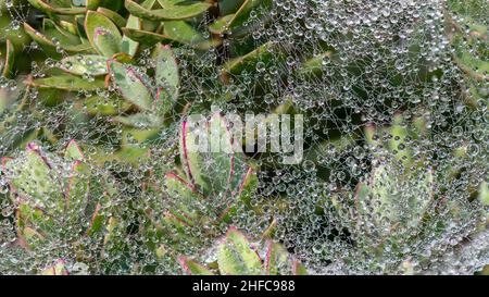 Morgentröpfchen bedecken eine Decke aus seidenen Spinnweben, die über Sedum-Pflanzen aufgereiht sind Stockfoto