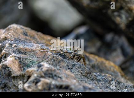 Wenn sich die Wellen zurückziehen, kommen die Sekrebse auf Aruba heraus Stockfoto