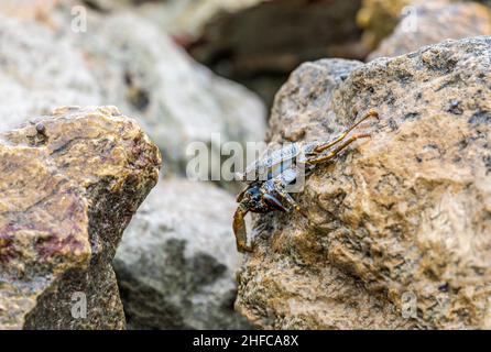Nahaufnahme einer blauen Meereskrabbe auf einem Felsbrocken entlang des Ozeans in Aruba Stockfoto