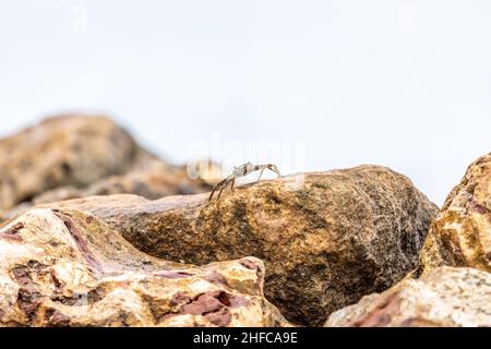 Lebende Meereskrabben, die auf Aruba entlang der Felsen wandern Stockfoto
