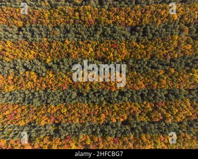 Birken- und Nadelwald werden in Reihen gepflanzt Stockfoto