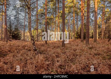 Kiefernwald im Sonnenschein mit trockenen Farnen im Vordergrund, Zealand, Dänemark, 15. Januar 2022 Stockfoto