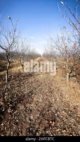 Panorama des Herbstes Apfelplantage. Stockfoto