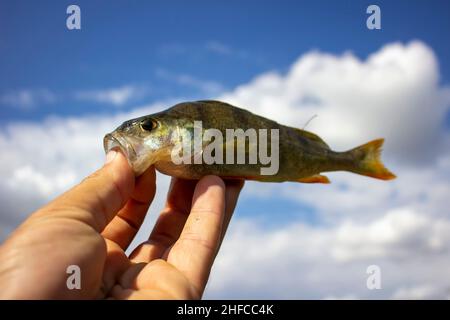 Flussbarsch in der Hand auf einem Hintergrund des blauen Himmels. Stockfoto