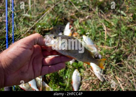 Flussbarsch in der Hand auf einem Hintergrund von grünem Gras Stockfoto