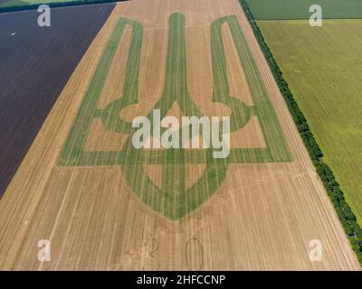 Wappen der Ukraine auf dem Weizenfeld. Dreizack. Will. Das Symbol der Ukraine im Guinness-Buch der Rekorde. 22,08,2021 Stockfoto