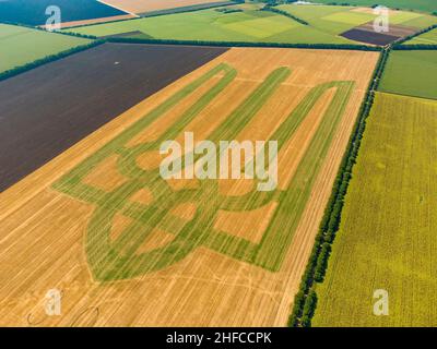 Wappen der Ukraine auf dem Weizenfeld. Dreizack. Will. Das Symbol der Ukraine im Guinness-Buch der Rekorde. 22,08,2021 Stockfoto