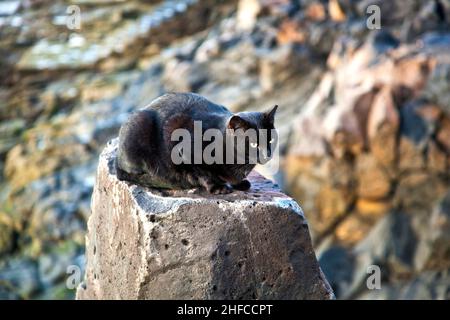 Niedliche schwarze Katze auf einem Felsen sitzend Stockfoto
