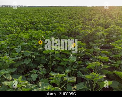 Zwei Sonnenblumenblumen auf einem grünen Feld. Stockfoto
