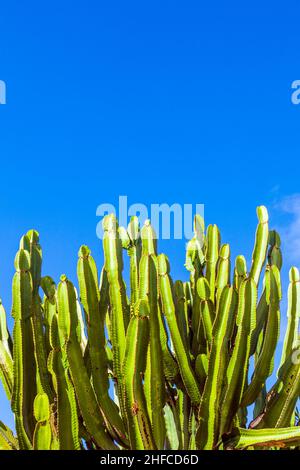 Schöner Kaktus unter blauem Himmel Stockfoto