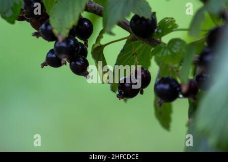 Schwarze Johannisbeeren. Unscharfer Hintergrund. Stockfoto