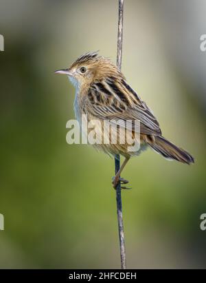 Zitting cisticola / gestreift Fantail-Waldsänger (Cisticola juncidis) in Portugal, Europa Stockfoto