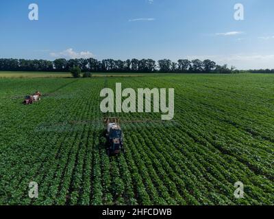 Traktor mit Feldspritze auf einem Sonnenfeld. Anwendung von Herbiziden. Stockfoto