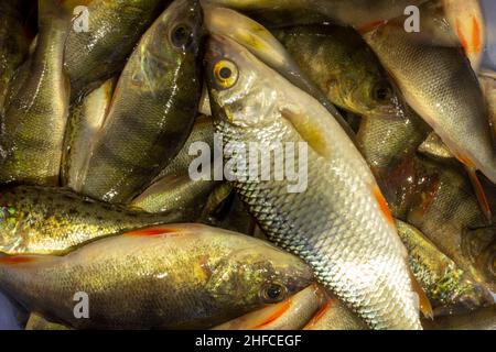 Viele kleine Flussbarsche. Stockfoto