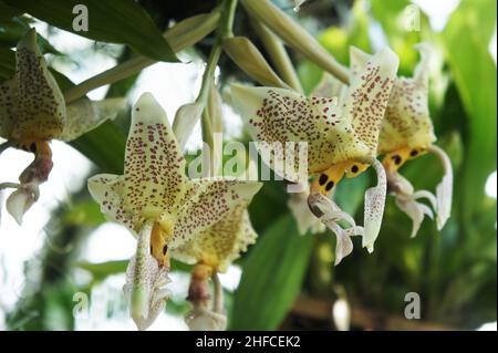 Exotische Orchideenblüte gefleckt. Botanische Arten Orchidee Blumenzweig. Epidendrum Prismatocarpum. Wunderschöne Nahaufnahme. Stockfoto