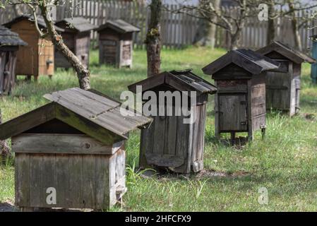 Bienenstöcke aus Holz für Bienen auf grünem Gras mit gelben Blüten. Alte Honigbiene Bienenhaus. Blick auf die Landschaft im Frühling. Stockfoto