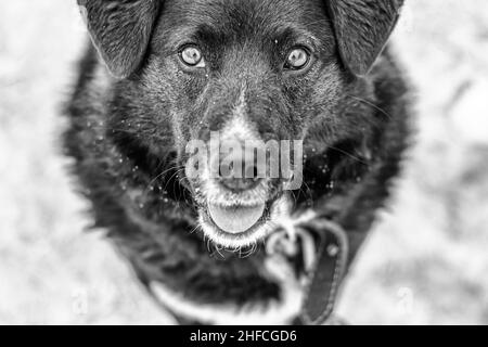 Ein schwarz-weißer streunender Mungrel-Hund aus der Nahaufnahme in einem monochromen Foto sieht Sie an und zeigt seine Zunge Stockfoto