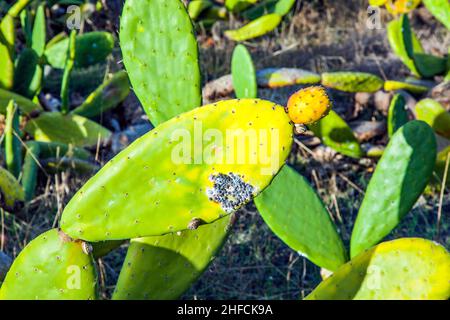 Grüner Kaktus mit Obst und Schnecke verlassen Stockfoto